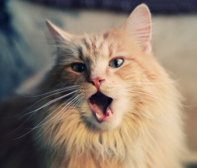 开云体育登录-F1年度争冠焦点战与伊拉克足球奇迹，速度与坚韧的双重奏