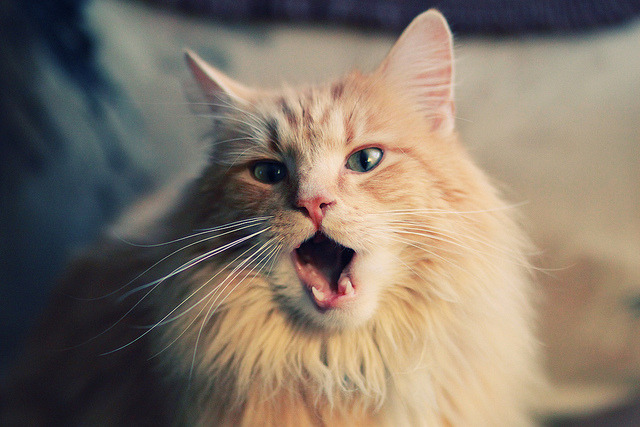 F1年度争冠焦点战与伊拉克足球奇迹,速度与坚韧的双重奏